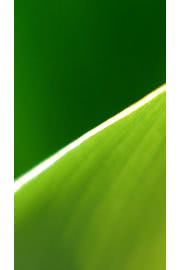 iPhone壁紙Wallpaper Green, R…