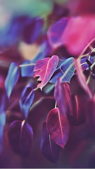 Purple Leaves