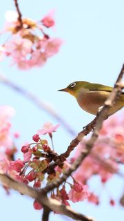 桜 花の壁紙