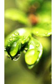 iPhone壁紙Water Drops | iPho…