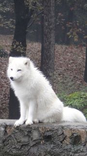白狐 | 動物のiPhone壁紙
