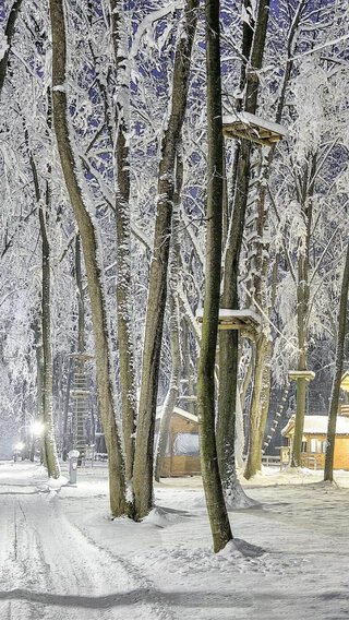 冬の木立
