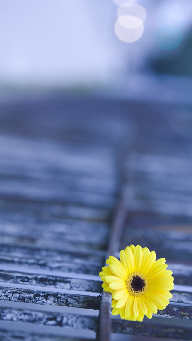 すべての花の画像 ベスト50 ピンク ガーベラ 壁紙 Iphone