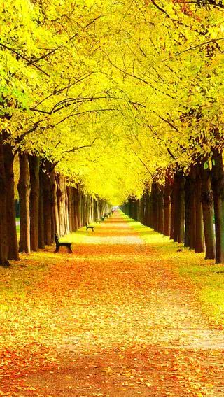 【2位】秋の並木道