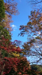 日本の紅葉