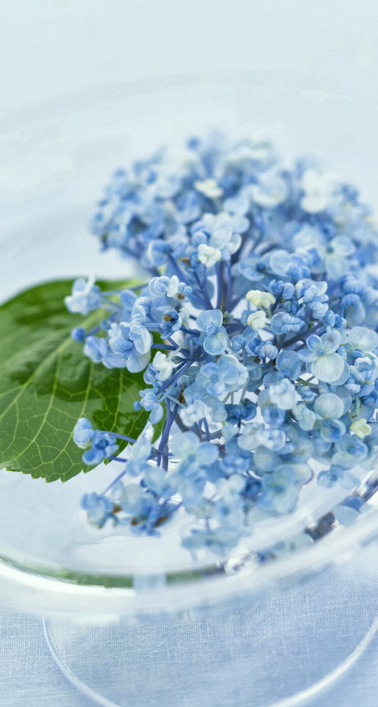 かわいい青い花 Iphone5s壁紙 待受画像ギャラリー