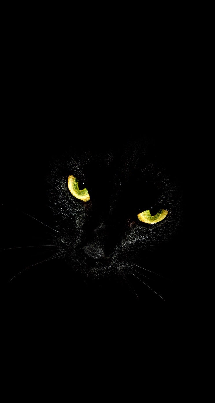 黒猫 動物のiphone壁紙 Iphone5s壁紙 待受画像ギャラリー