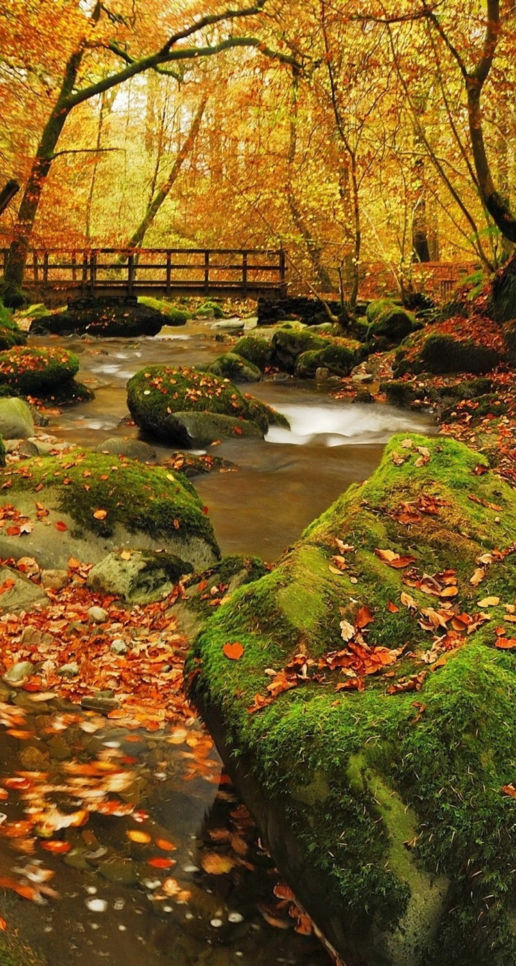 美しい秋の森 Iphone5s壁紙 待受画像ギャラリー