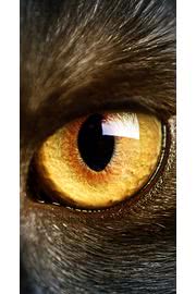 Yellow Eye | 動物のiPhone壁紙