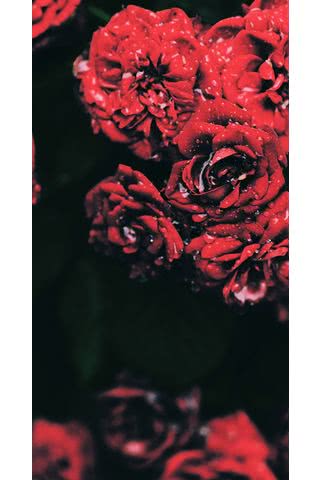 真っ赤な薔薇の花
