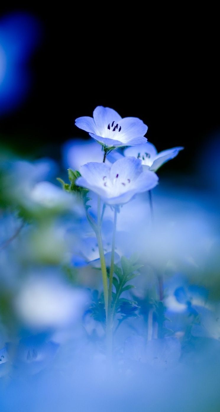 綺麗な花 待ち受け 高画質 花の画像