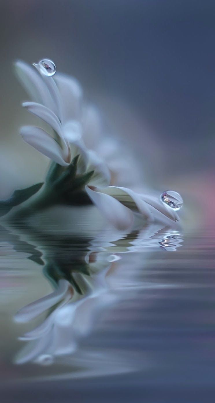 白い花と水の雫 Iphone5s壁紙 待受画像ギャラリー