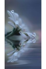 白い花と水の雫