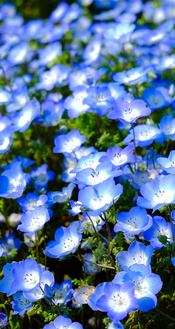 ロイヤリティフリーiphone 壁紙 青 花 最高の花の画像