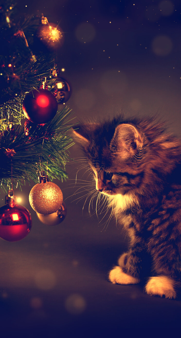 ネコとクリスマスツリー Iphone5s壁紙 待受画像ギャラリー