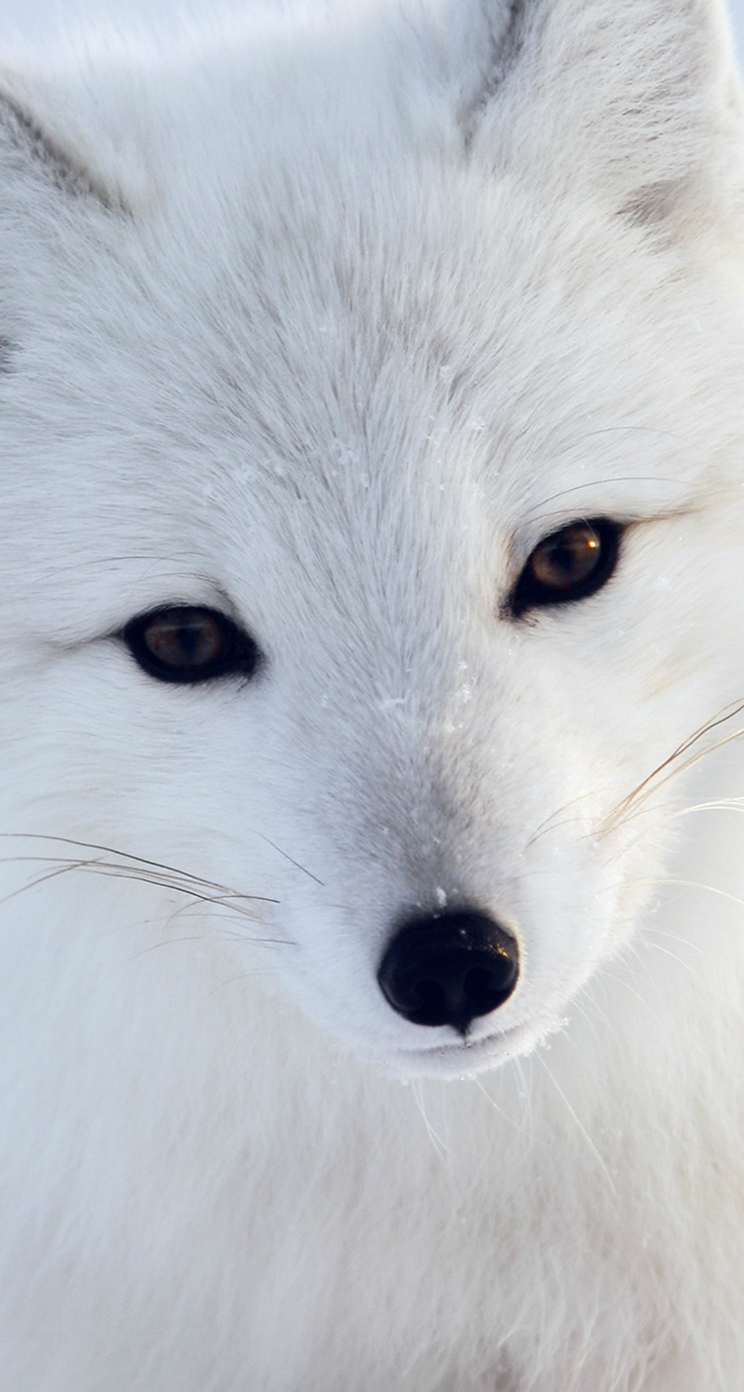 真っ白な狐 動物のiphone壁紙 Iphone5s壁紙 待受画像ギャラリー