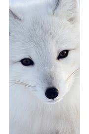 真っ白な狐 | 動物のiPhone壁紙