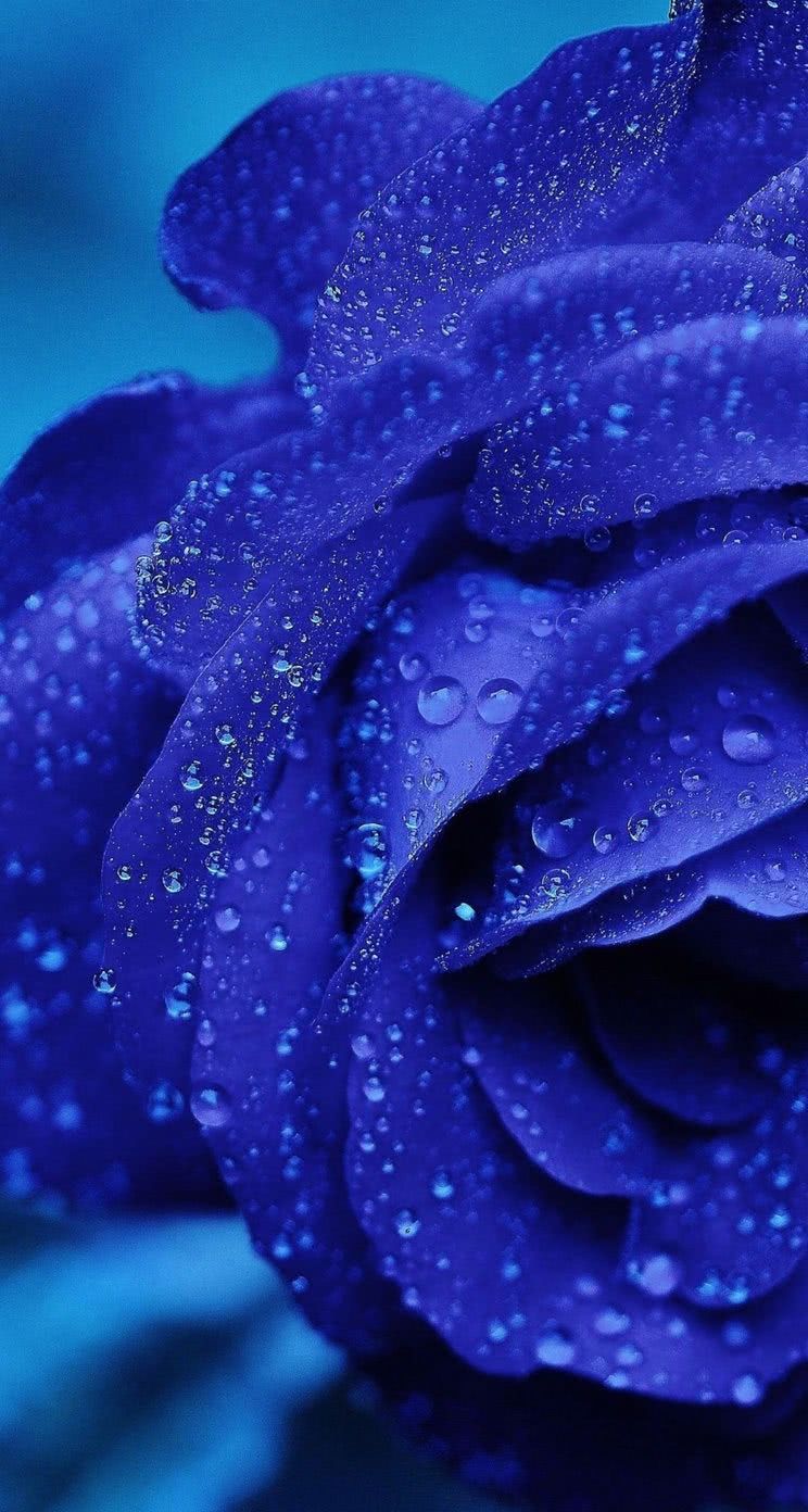 雨に濡れた青いバラ Iphone5s壁紙 待受画像ギャラリー