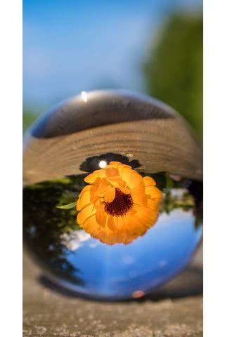 ガラス玉に映る向日葵の花