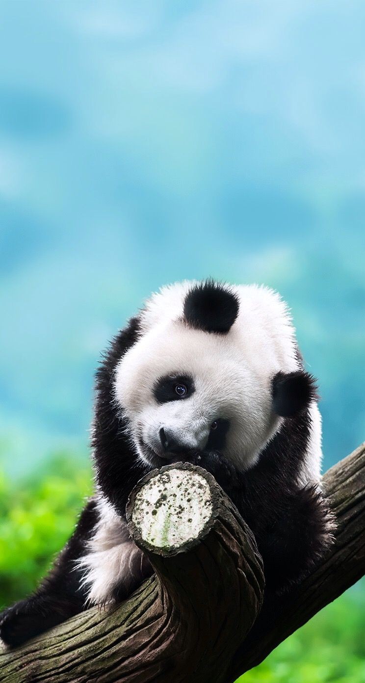 木の上のパンダ Iphone5s壁紙 待受画像ギャラリー