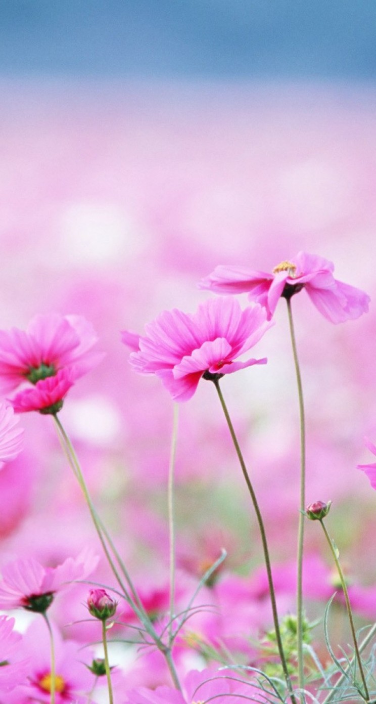 美しい桃色の花 Iphone5s壁紙 待受画像ギャラリー