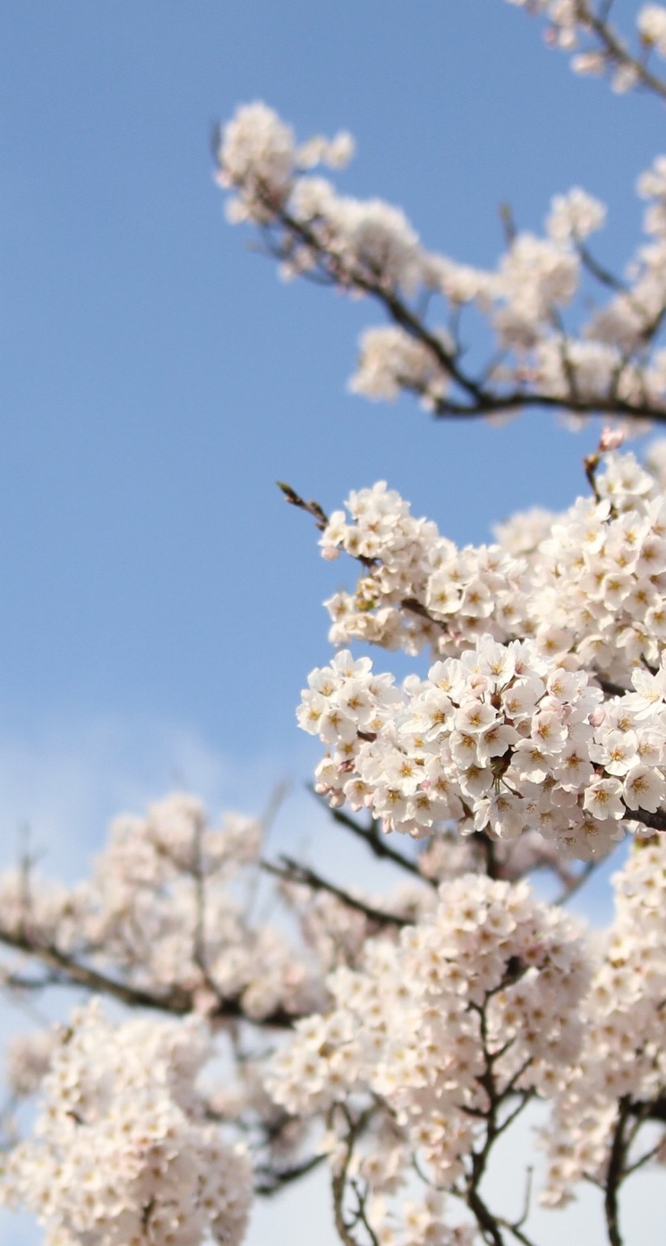 桜 Iphone5s壁紙 待受画像ギャラリー