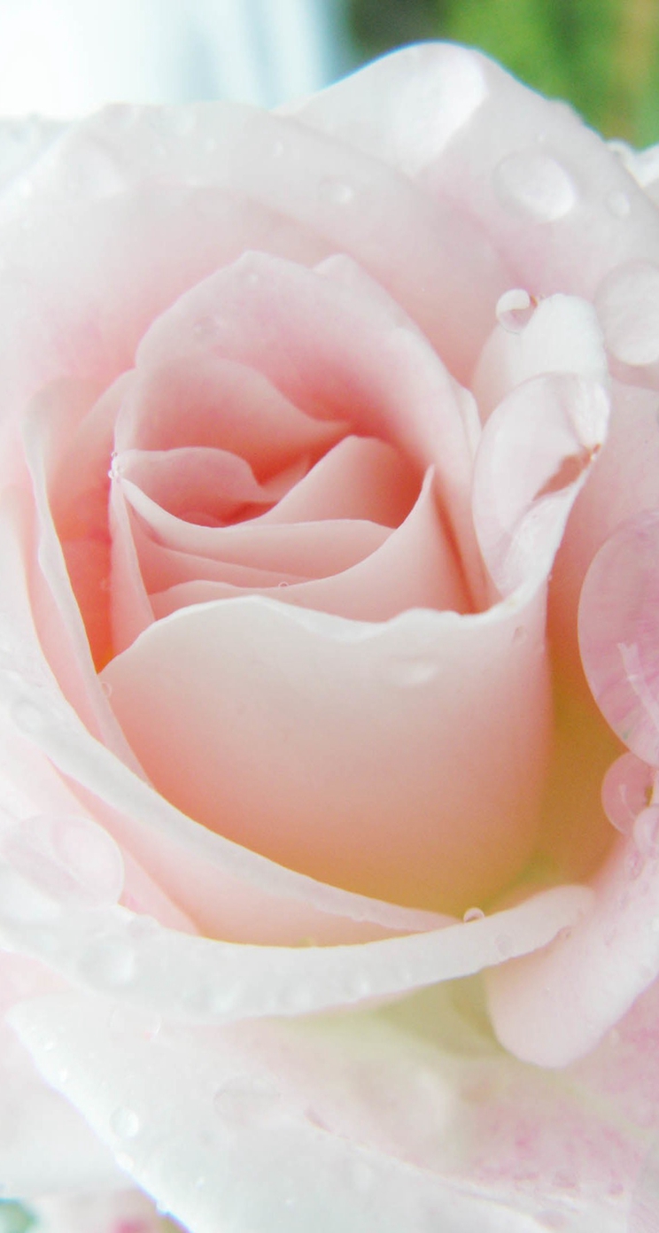 人気143位 かわいい薄ピンクの薔薇 Iphone5s壁紙 待受画像ギャラリー