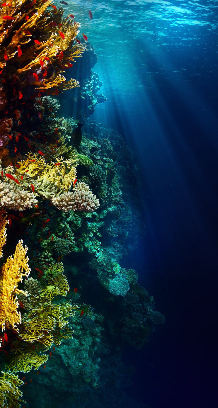 サンゴ礁の海 Iphone5s壁紙 待受画像ギャラリー