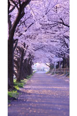 桜と煉瓦屋根 Iphone5s壁紙 待受画像ギャラリー