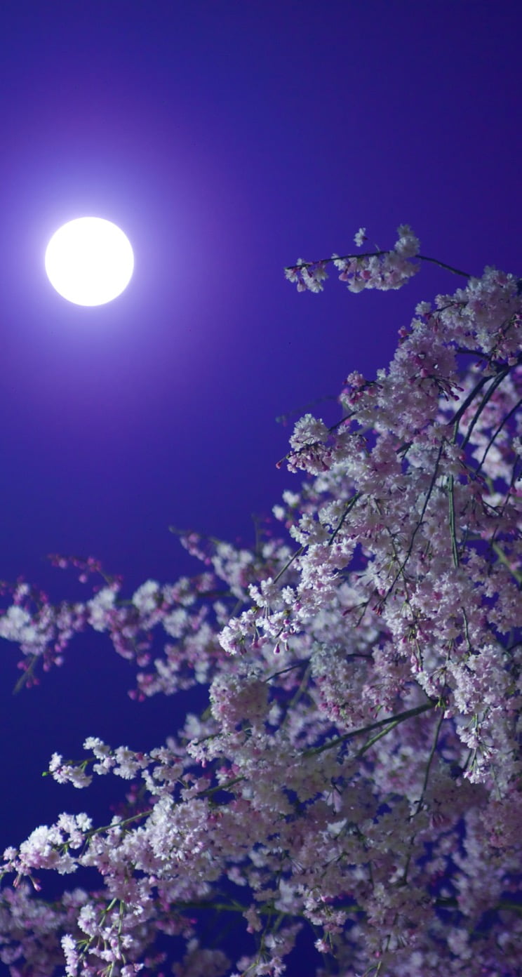 月夜の桜 Iphone5s壁紙 待受画像ギャラリー