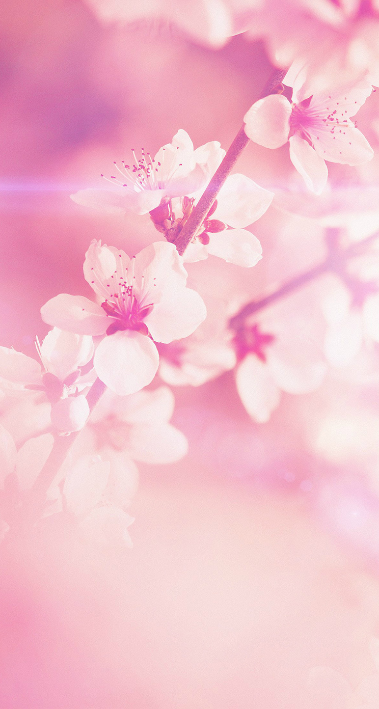 かわいい桜のiphone壁紙 Iphone5s壁紙 待受画像ギャラリー