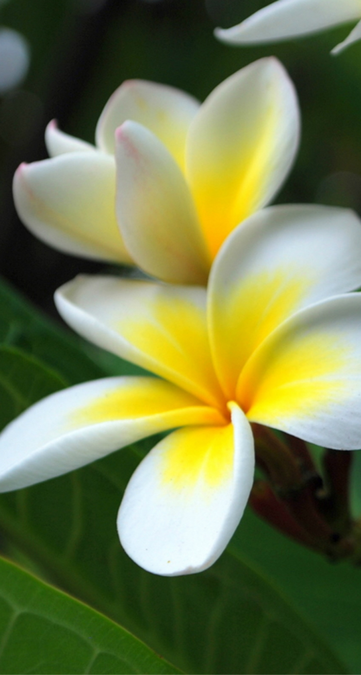 新鮮な海 プルメリア 壁紙 最高の花の画像