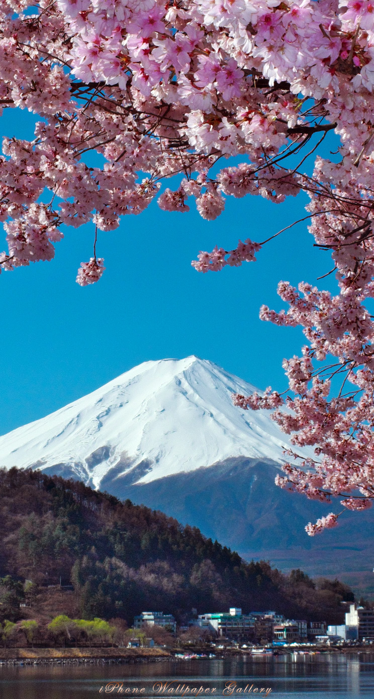 すべての美しい花の画像 最新のhd桜 富士山 壁紙 Iphone