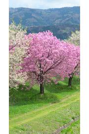 桜 花の壁紙