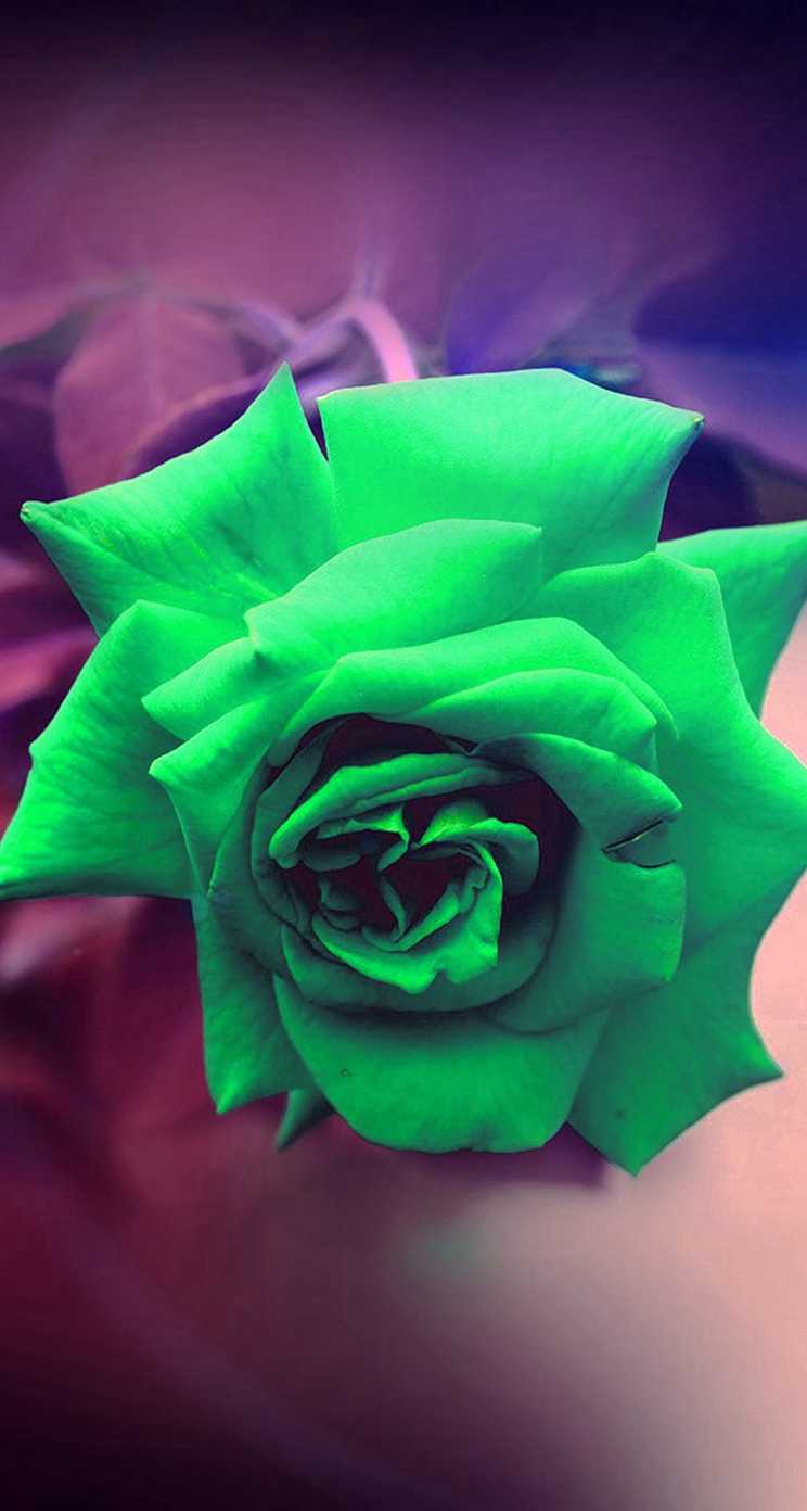 緑のバラ Iphone5s壁紙 待受画像ギャラリー