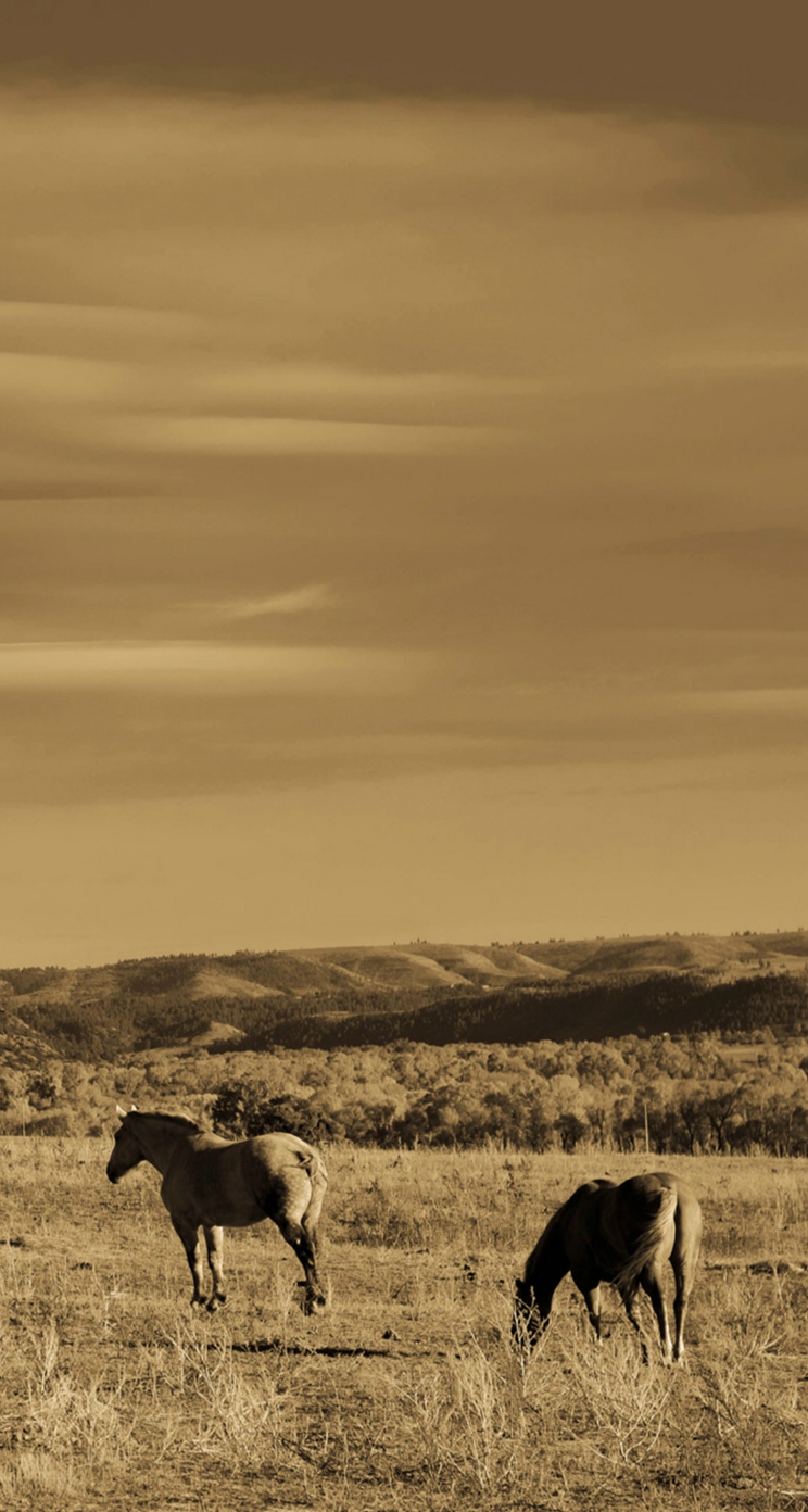 草原の馬 セピア色の写真 Iphone5s壁紙 待受画像ギャラリー