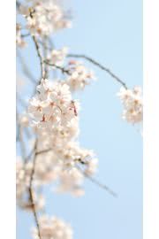 桜 花の壁紙