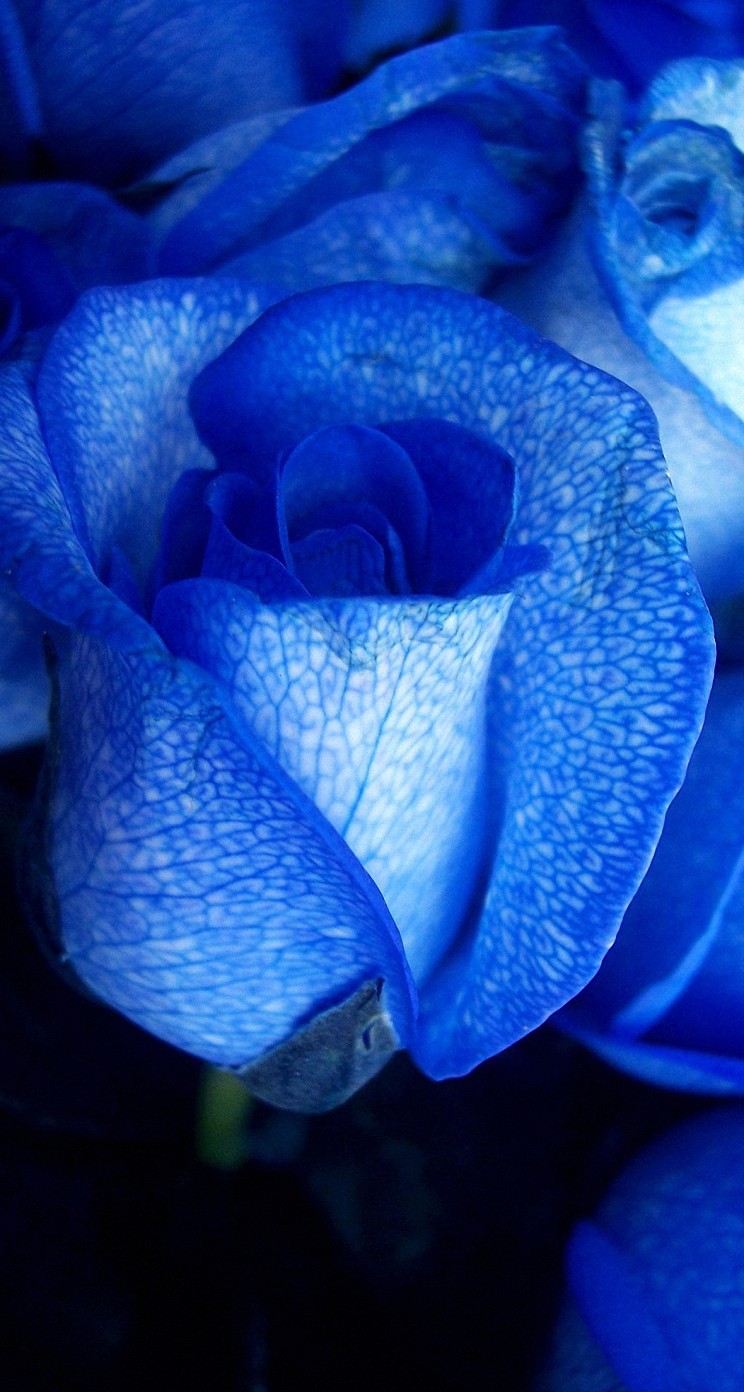 すべての美しい花の画像 エレガントスマホ 青 バラ 壁紙