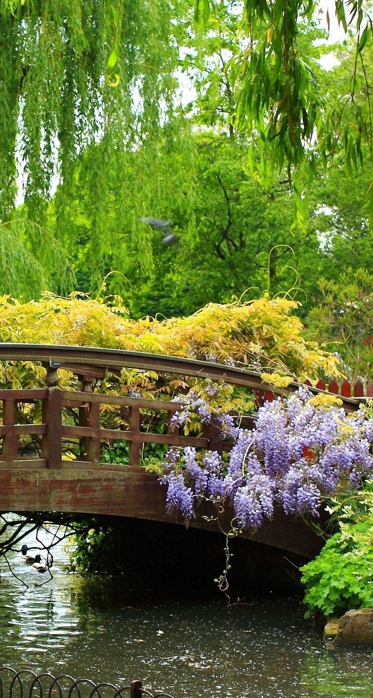 画像をダウンロード 壁紙 スマホ 日本庭園 ただ素晴らしい花