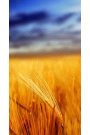 黄金の麦畑