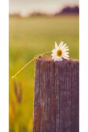 オシャレな壁紙「切り株の上に一輪の花」