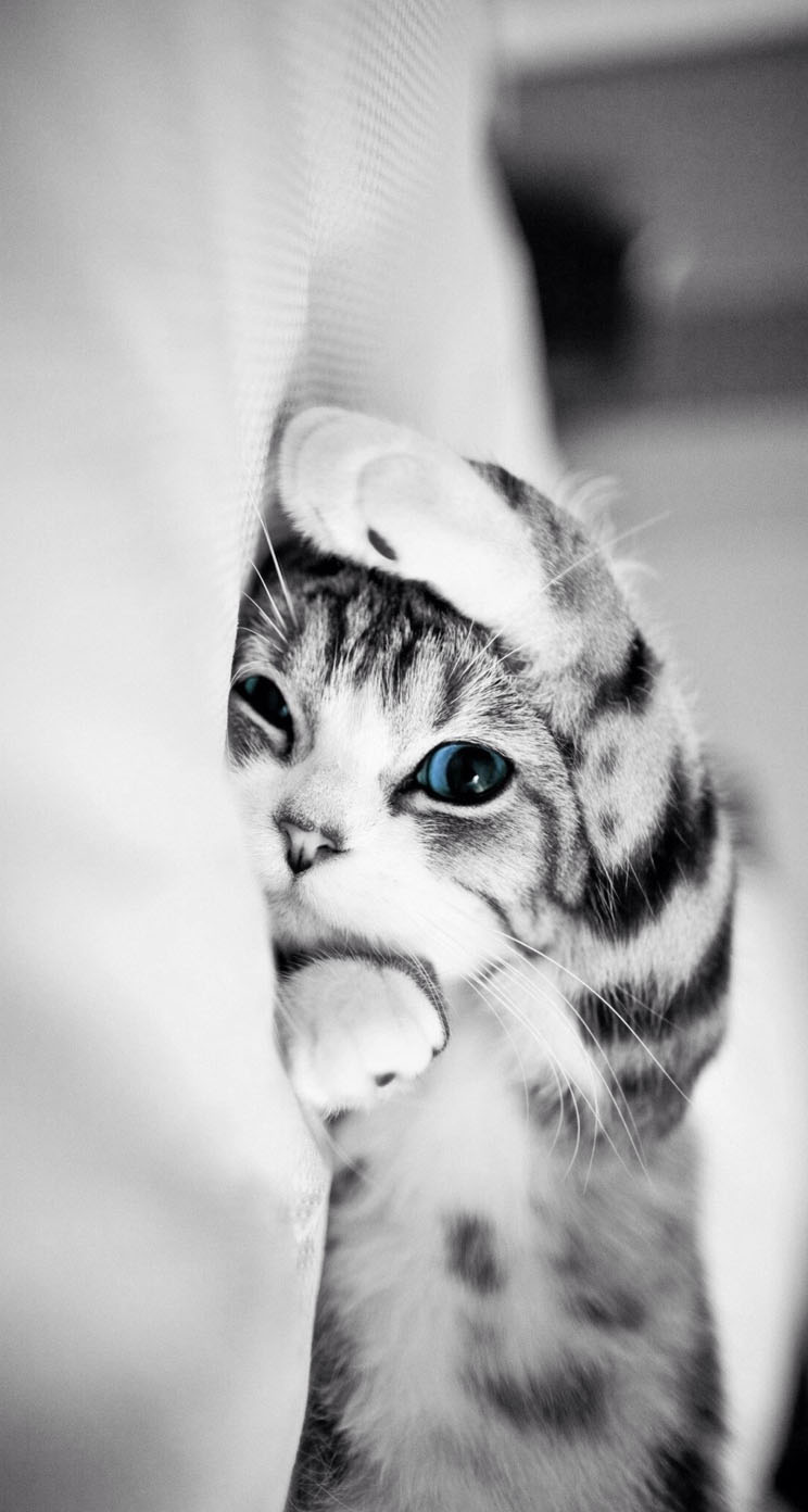 かわいい子猫のモノクロ写真 Iphone5s壁紙 待受画像ギャラリー