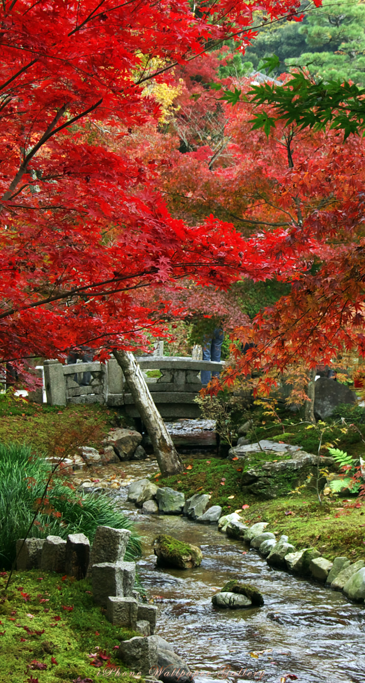 50 素晴らしい京都 紅葉 壁紙 最高の花の画像