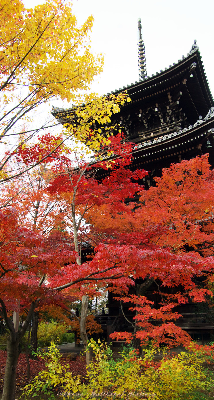 京都の秋 Iphone5s壁紙 待受画像ギャラリー