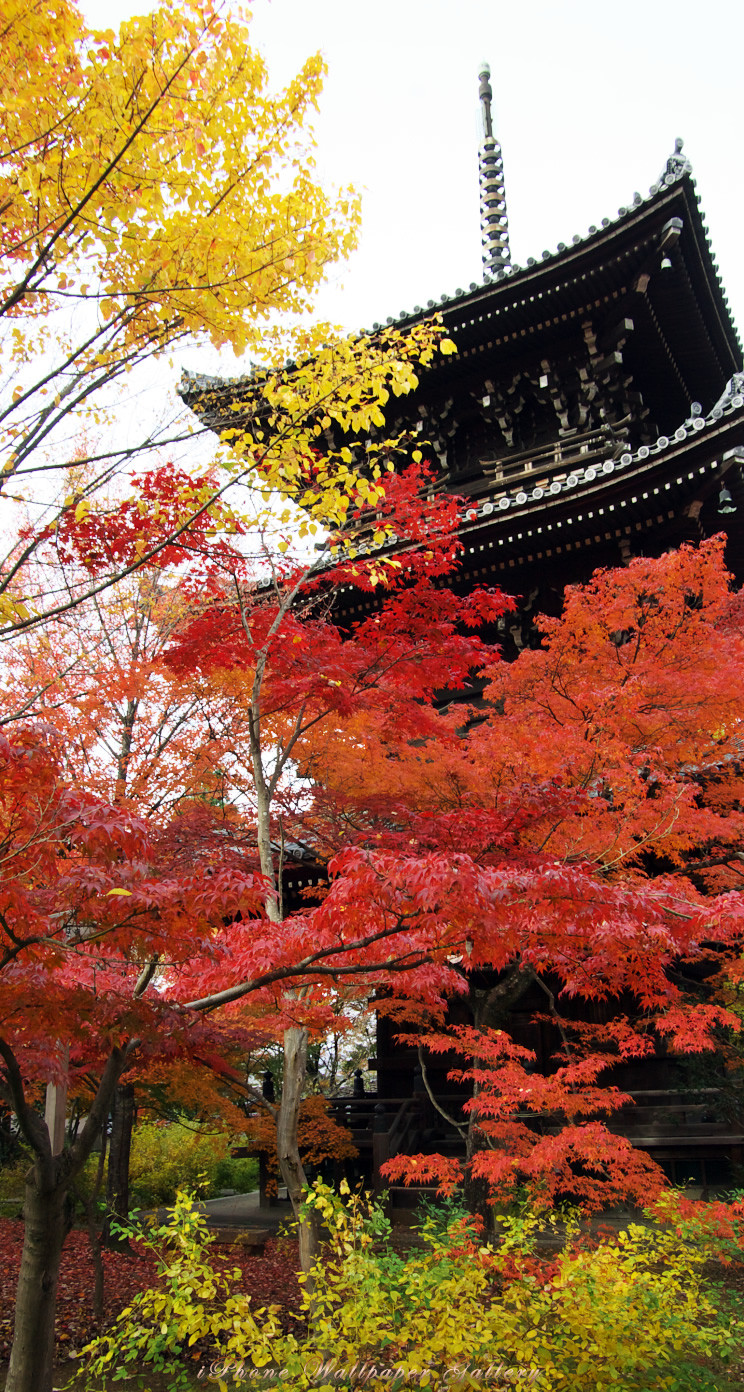 紅葉 壁紙 高 画質 紅茶 壁紙 あなたのための最高の壁紙画像