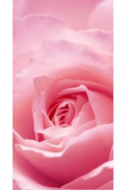 かわいい薄ピンクの薔薇 Iphone5s壁紙 待受画像ギャラリー