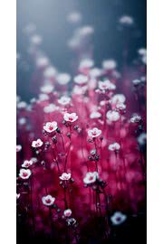 椿の花 Iphone5s壁紙 待受画像ギャラリー