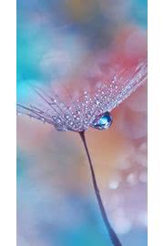 バラの花に水の雫 Iphone5s壁紙 待受画像ギャラリー