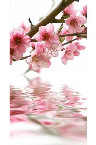 桃の花 Iphone5s壁紙 待受画像ギャラリー
