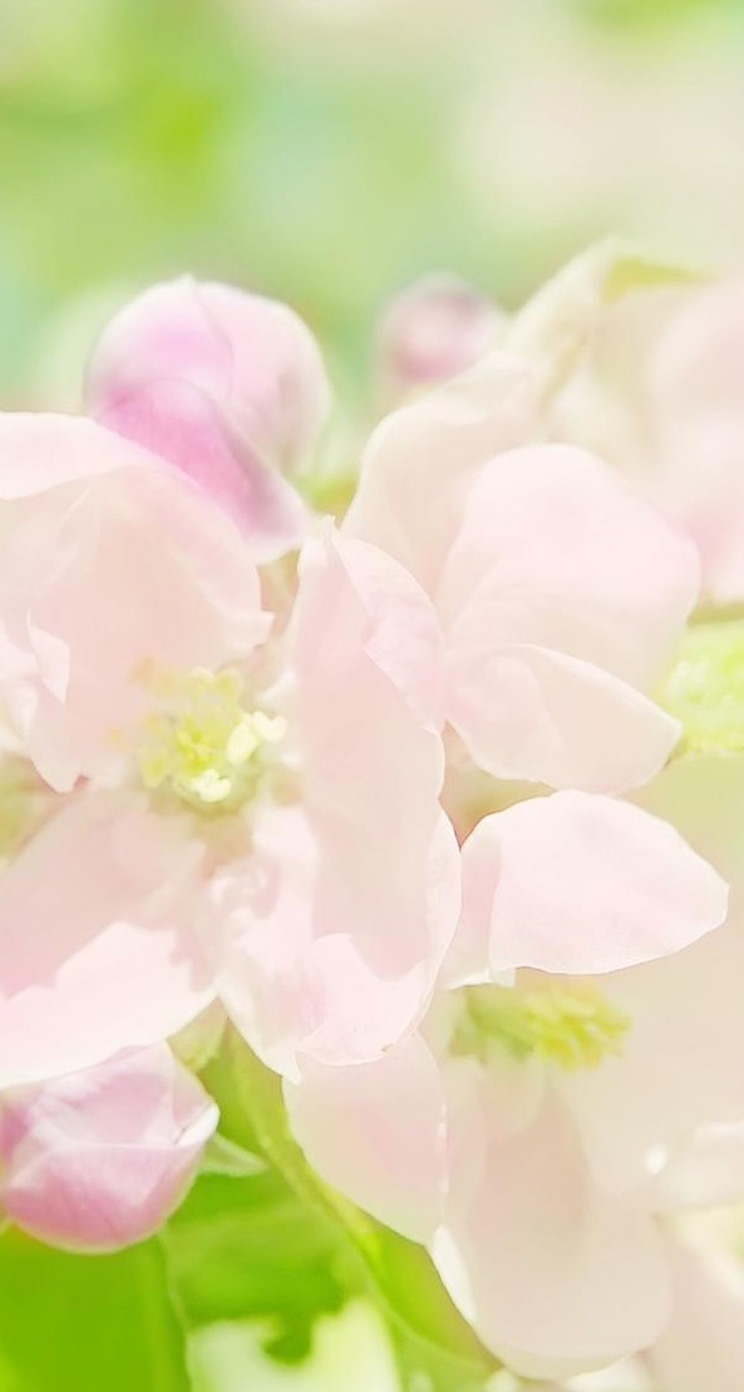 春の花 かわいいiphone壁紙 Iphone5s壁紙 待受画像ギャラリー